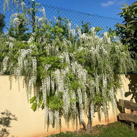 Quinta Da Sobreira Alojamento de Acomodação e Pequeno-almoço Salir de Matos